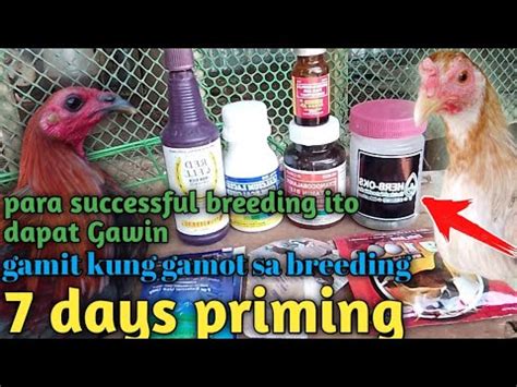 paano mag breed ng manok|PAANO MAG PRIMING NG MANOK MADALING PARAAN .